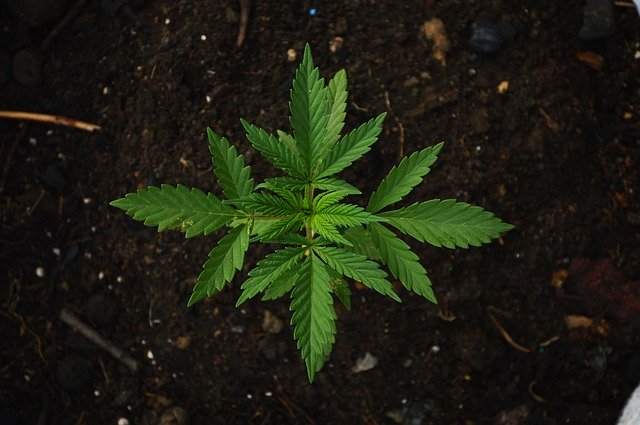 Hasil Penelitian, Kemurnian CBD Yang Berlebih Dapat Memblok Virus Agar Tidak Bereplikasi